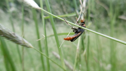 Käfer Auf Grashalm