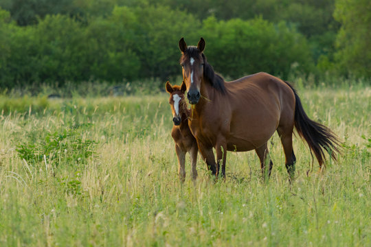 Yegua con su Potrillo