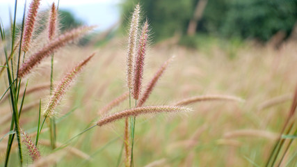 cattails flower nature background, summer grass field background