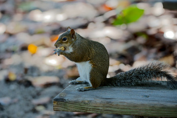 Grauhörnchen in Florida