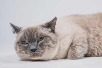 a beautiful fat sad gray cat with a dark muzzle lies on a white background