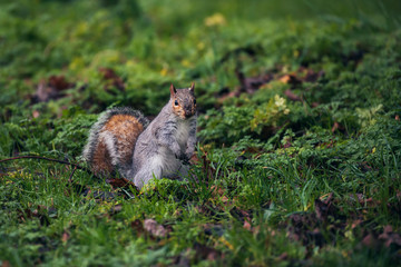 Grey squirrel forraging