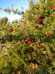 berries of viburnum on branch with leaves