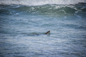 Fototapeta premium Kangaroo Island, South Australia