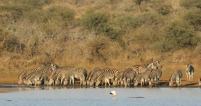 Herd of plains zebras (Equus burchelli) drinking water, Kruger National Park, South Africa