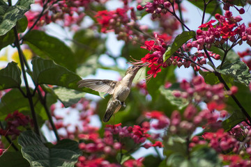colibri huitzi 