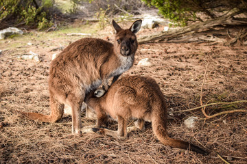 Kangaroo Island, South Australia