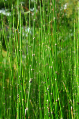 green grass close-up, natural background, Hymenachne pseudointerrupta.