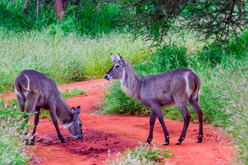 Wasserbock im Nationalpark Tsavo Ost, Tsavo West und Amboseli in Kenia