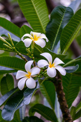 Frangipani, Plumeria, Temple Tree, Graveyard Tree. Brunch of Plumeria in green leaf back ground