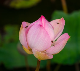 Nelumbo nucifera Gaertn, Close up The lotus is blooming and bee in the garden.