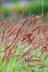 Beautiful Nature  Soft focus of Flowering grass with blurry background. Selective fucus.