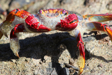 rote_Klippenkrabbe