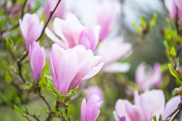 Beautiful pink magnolia flowers with waterdrops blooming in the spring garden. Close up