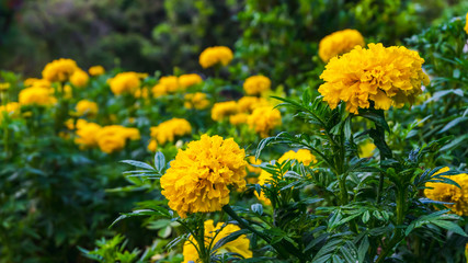 Close up of beautiful Marigold flower (Tagetes erecta, Mexican, Aztec or African marigold) in the garden In the garden in the evening atmosphere nature style background or noise and soft focus or blur