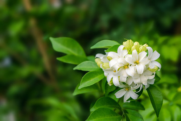 Orang Jessamine, China Box Tree, Andaman Satinwood, Chinese Box-wood, or Murraya paniculata with green leaves blooming nature style background and soft focus or blur .