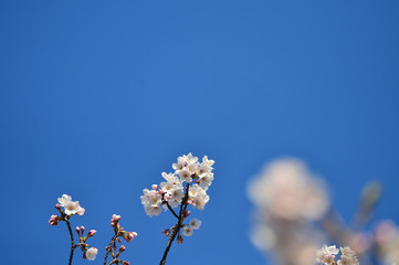 青空と桜