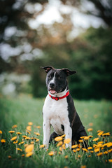 american staffordshire terrier puppy posing otside in the park.