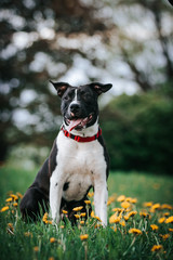 American staffordshire terrier puppy posing outside