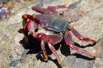 rote_Klippenkrabbe