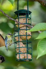 Spatz beim Futtern an einem Meisenknödel-Halter