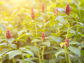 Red Button Ginger (Costus woodsonii) flowers in a garden. Abstract blurred green nature background with copy space.