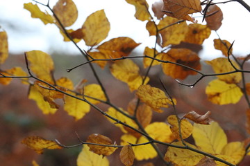 A photograph of yellow autumnal leaves with a natural forest woodland background.  Shallow depth of field and beautiful autumn colours