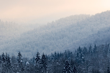 Naklejka premium Forest in the snow, mountains of Gorski kotar, Croatia