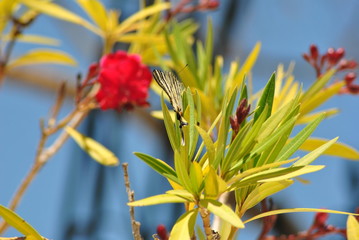 Scarce Swallowtail Butterfly  (Iphiclides podalirius) in Rhodes