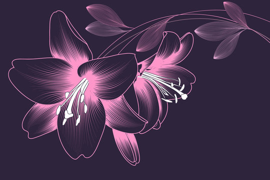Tender abstract background with pink flowers of lilies on a purple background.