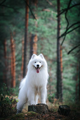Samoyed dog posing in the beautiful park.