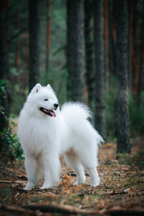 Samoyed dog posing in the beautiful park.