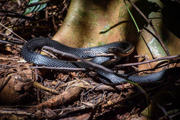 Queensland, Australia