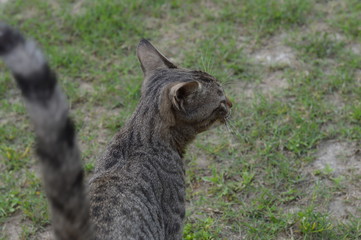 Obraz premium cat on grass