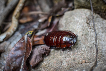Queensland, Australia