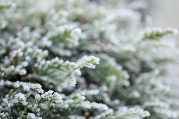 rime ice on the needles of a juniper shrub on sunny winter morning