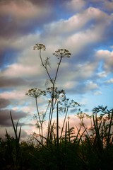 sunset in field