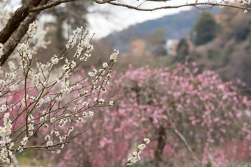 梅の花