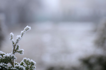 rime ice on the needles of a juniper shrub on sunny winter morning