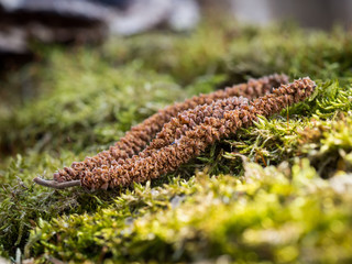 Green moss with dry blossom of Alnus serrulata (hazel alder) tree - macro background..