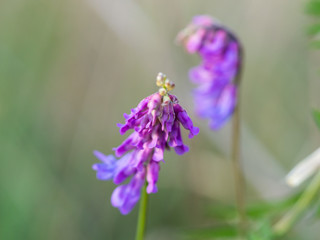 Vicia cracca (tufted vetch, bird vetch, blue vetch) blossom detail