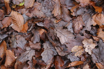A photograph of a forest woodland floor covered in autumnal leaves, oranges and browns, woodland debris.