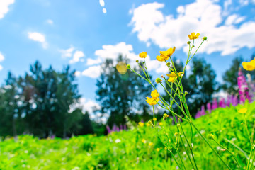 Yellow wildflowers against blue sky with clouds.