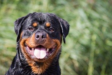 Beautiful rottweiler male posing outside in green nature. - obrazy, fototapety, plakaty