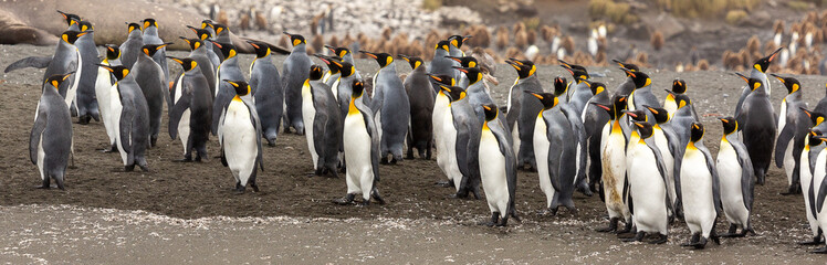 Group of King Penguins, South Georgia 