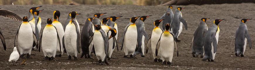 Group of King Penguins, South Georgia 