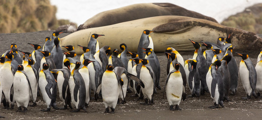 Obraz premium King Penguins and Southern Elephant Seals on a beach in South Georgia