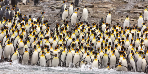 Group of King Penguins, South Georgia 