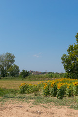 Fototapeta na wymiar Sunflowers field under the blue sky