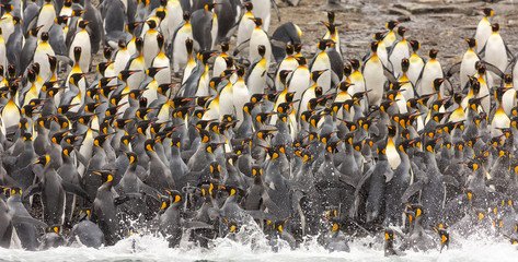 Group of King Penguins, South Georgia 